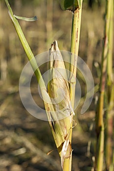 closed corn ear isolated in the field still green color due to drought