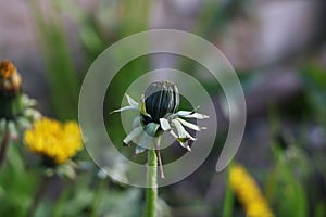 Closed dandelion bud on green blurry background