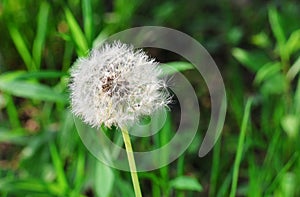 Closed dandelion bud in green grass. Dandelion with fluff and seeds.