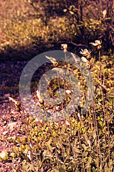 Closed Dandelions, Vintage Style