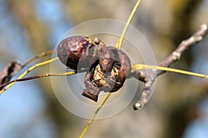 Closed dark brown to green wrinkled walnut husk next to cracked one with visible light brown shell still attached to branches