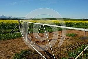 A closed double farm gate with a gravel road and canola fields