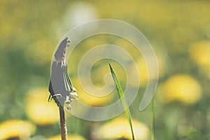 Closed, dry dandelion in a meadow
