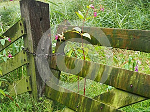 Closed Fence / gate