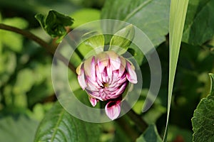 Closed flower bud of Dahlia bushy tuberous herbaceous perennial plant with large violet multiple layers of fresh petals in local