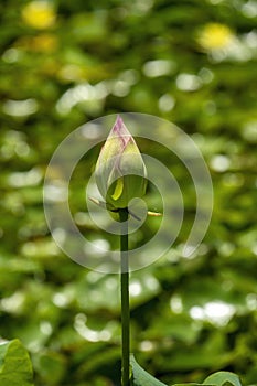 Closed flower bud of a sacred lotus (nelumbo nucifera) with blurred pond in background photo