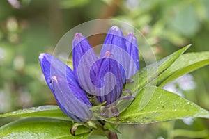 Closed Gentian (Gentiana andrewsii) - Pinery Provincial Park, On photo