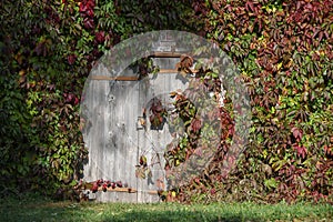closed gray wooden doors to outdoor cellar, covered with decorative grapes