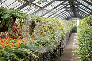 Closed greenhouse full of flowers. Plant nursery for growing ornamental and floral plants