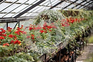 Closed greenhouse full of flowers. Plant nursery for growing ornamental and floral plants