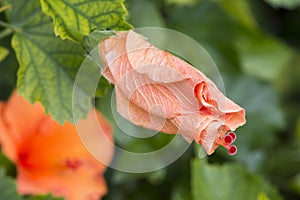 Closed Hibiscus Rosa-Sinensis `Ritzy` photo