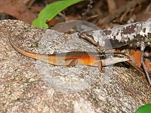 Closed-litter rainbow skink (Carlia longipes)