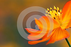 The petals, stamens and pistils of an orange cosmos photo