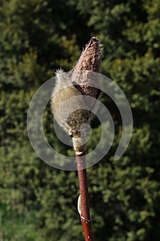 Closed magnolia bud emerging from furry outer casing in springtime