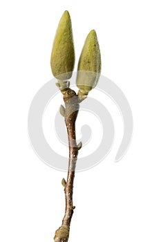 Closed magnolia buds