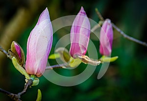 Closed magnolia buds