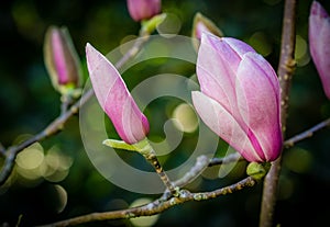 Closed magnolia buds
