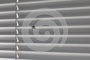 Closed metal blinds with clip