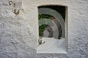 Closed metal plate window, overgrown with ivy, on a white wall