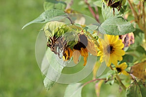 Closed and open Common sunflower or Helianthus annuus forb herbaceous flowering plants with edible oily seeds in flower head next photo