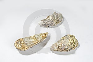 Closed oyster shells on white