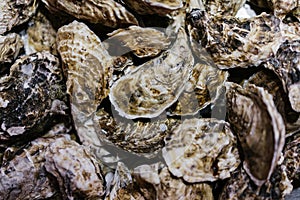 Closed oysters, fresh oyster shell, mollusks in seafood market, sea restaurant, expensive fresh food, dish restaurant menu