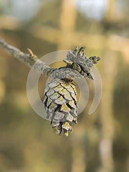 Closed pine cones