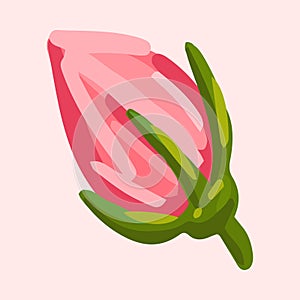 Closed pink rose bud. Botanical vector illustration isolated on pink background for postcard, poster, ad, decor, fabric