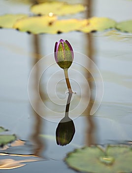 Closed Pond Lily