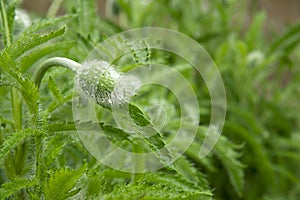 Closed poppy bud with water droplets after rain on a spring sunny day