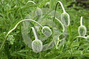 Closed poppy buds with water droplets after rain on a spring sunny day