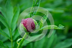 Close-up image of red peony bud in the garden, macro burgundy peony flower in the park with water drops, freshness after rain