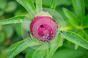 Close-up image of red peony bud in the garden, macro burgundy peony flower in the park with water drops, freshness after rain
