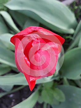 closed red tulip