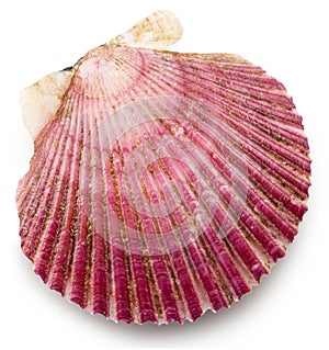 Closed scallop bivalve mollusk close up. File contains clipping path photo