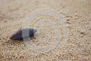 Closed sea mussel shell on the beach sand. Marine theme. Natural background.