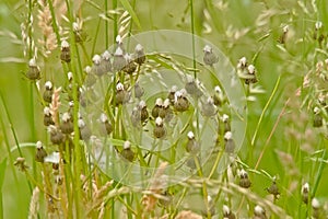 Closed seedpods of  rough hawksbeard