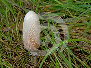 Closed shaggy inc cap mushroom