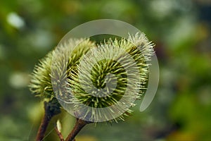 Closed shot of an achiote in the middle of a forest on a cloudy day in the middle of a forest