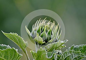 Closed sunflower bud with green petals