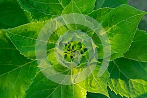 Closed sunflower`s head in leaves