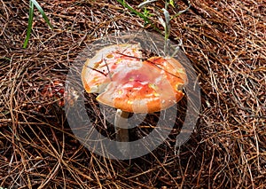 Closed to an Orange and red mushroom with little white  spots and drie brown pine trees needles at background photo