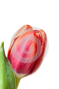 Closed tulip flower with green leaf isolated white background