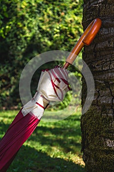 Closed Umbrella ON Tree Trunk Outside