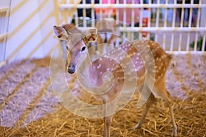 Closed up baby deer standing alone in the wooden cage at animal