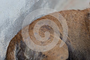 Bad skin of dog.