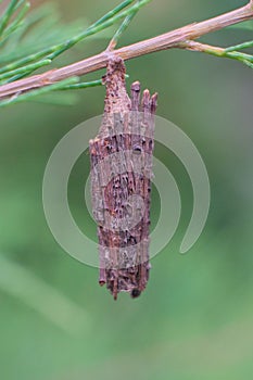 Closed up Bagworm moth pupa