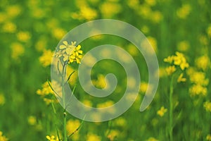 Closed up beautiful mustard flower field background