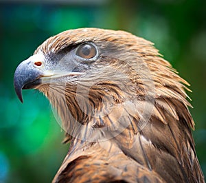 Closed up Black Kite