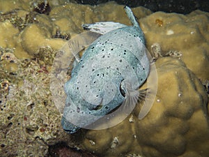 Closed up the blackspotted puffer at south andaman, Thailand photo
